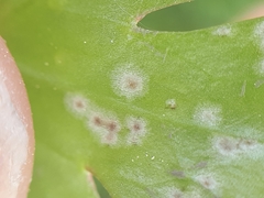 Entyloma ranunculi-scelerati