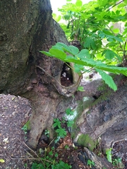 Coprinopsis mitrispora
