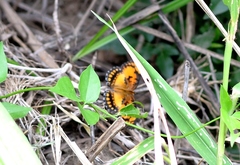 Byblia anvatara acheloia