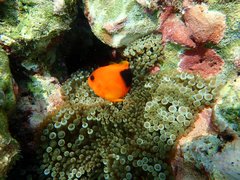 Amphiprion ephippium