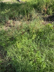 Cyperus ligularis image