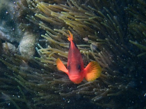 Black-backed anemonefish (Amphiprion ephippium) — Pomacentridae — 3