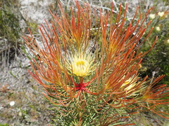 Aulax cancellata