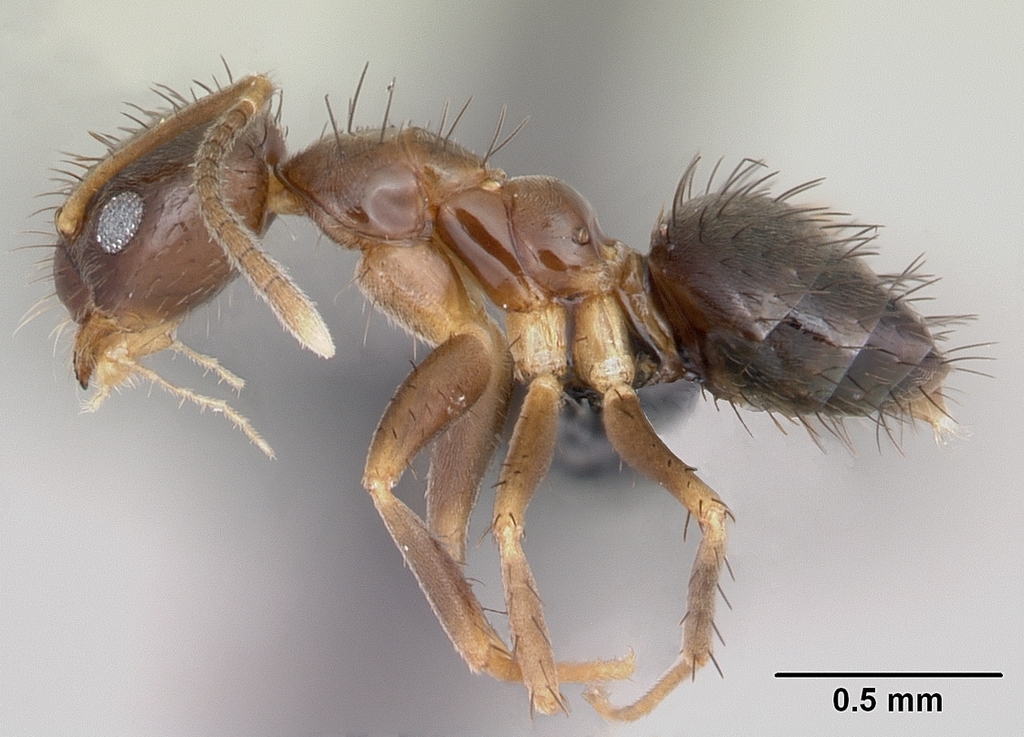 Nylanderia vaga