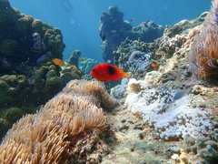 Amphiprion ephippium