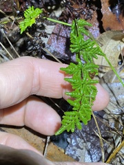Cheilanthes sieberi sieberi