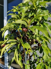 Prunus persica nucipersica