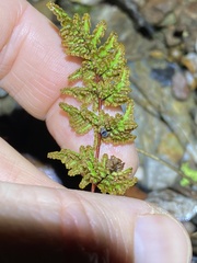Cheilanthes sieberi sieberi