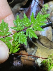 Cheilanthes sieberi sieberi