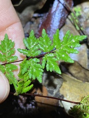 Cheilanthes sieberi sieberi