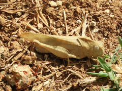 Humbe tenuicornis