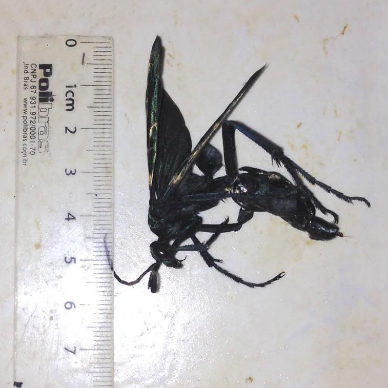 Pepsis decorata