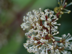 Ixora brachiata