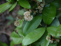 Ixora brachiata