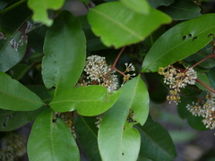 Ixora brachiata