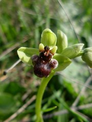 Ophrys bombyliflora