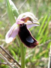 Ophrys bertolonii