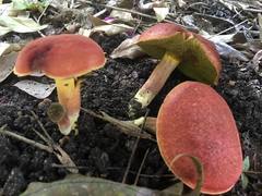 Boletus harrisonii
