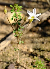 Oxalis ebracteata