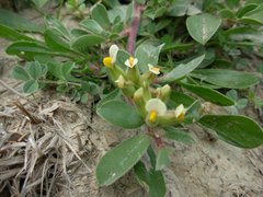 Tripodion tetraphyllum