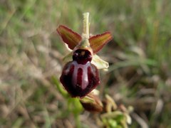 Ophrys sphegodes passionis