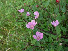 Malope malacoides