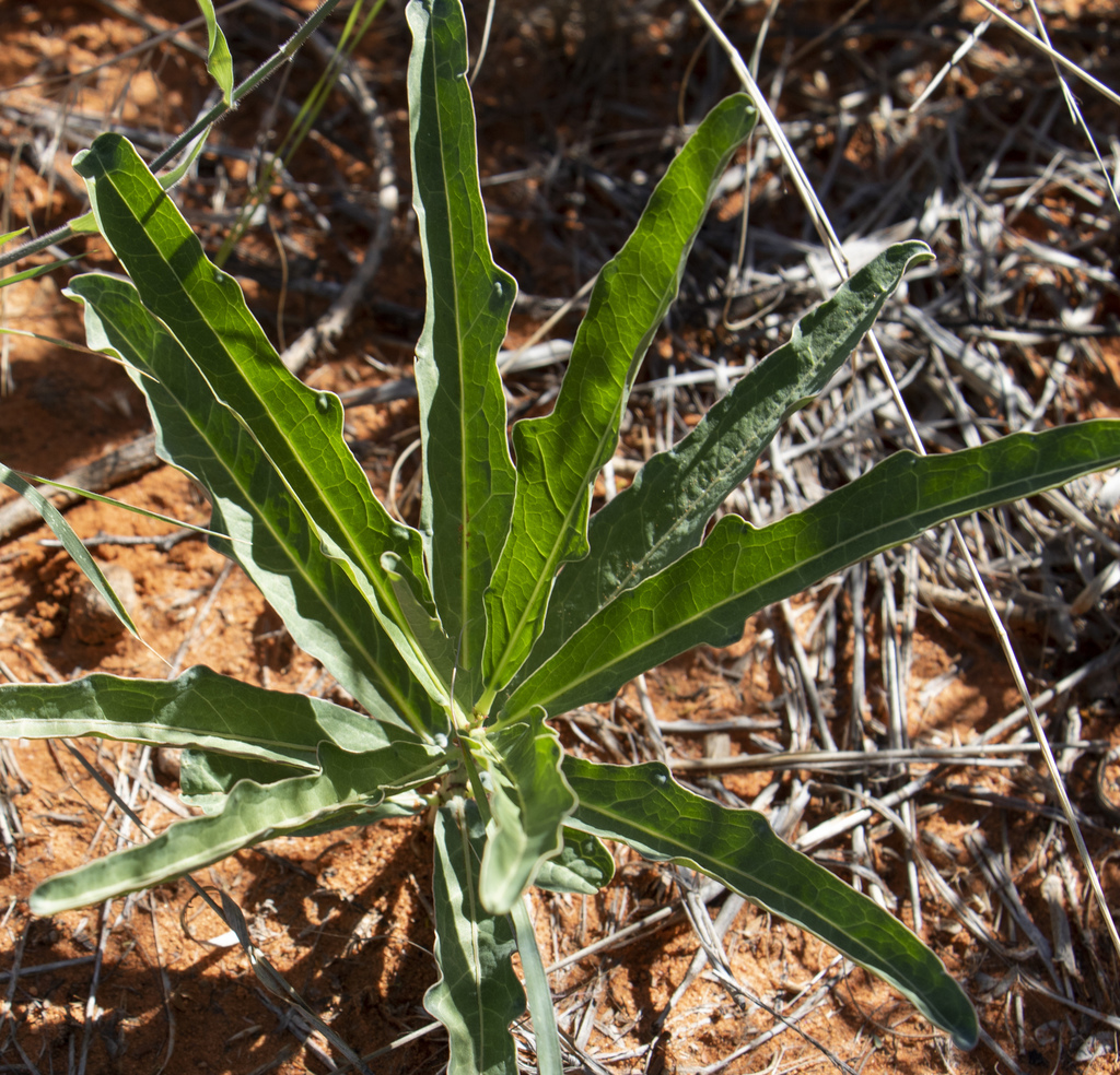 Adenia repanda