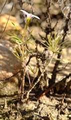 Oxalis polyphylla pubescens