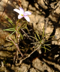 Oxalis polyphylla pubescens