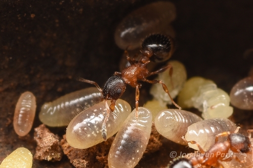 纳氏切胸蚁Temnothorax nassonovi