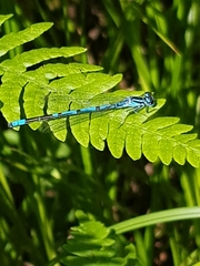 Coenagrion hastulatum