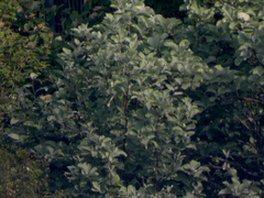 Karpatiosorbus bristoliensis