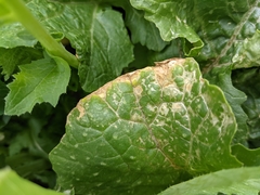 Xanthomonas campestris