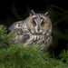 Long-eared Owl - Photo (c) caroline legg, some rights reserved (CC BY)