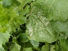 Xanthomonas campestris