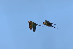 Primolius auricollis