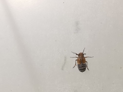 Kosswigianella exigua