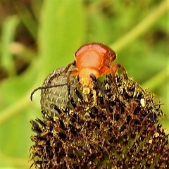 Zonitis perforata
