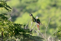 Primolius auricollis