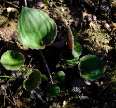 Eriospermum lanuginosum