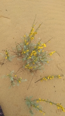 Chamaecytisus borysthenicus