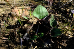Eriospermum lanuginosum