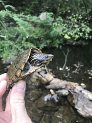 Sternotherus peltifer