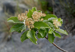 Karpatiosorbus bristoliensis