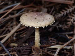 Stropharia formosa