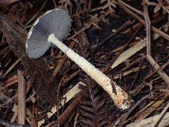 Stropharia formosa