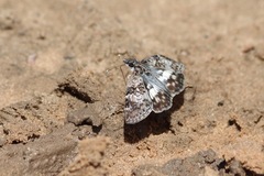 Chiomara asychis