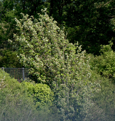 Karpatiosorbus bristoliensis