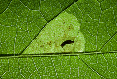 Calycomyza ambrosiae