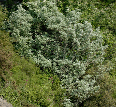 Karpatiosorbus bristoliensis